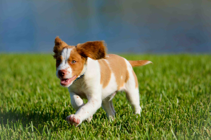 Illustration for article titled 39 *Scratchy Scratchy* Photos of Dogs